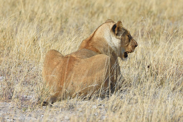 Löwenweibchen (panthera leo) im Etosha Nationalpark in Namibia