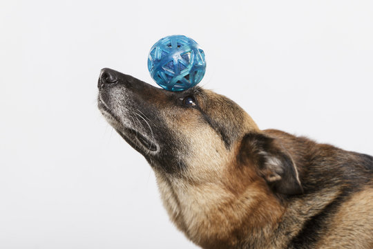 German Shepherd dog balancing with a blue ball against neutral background