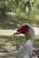 Muscovy Ente