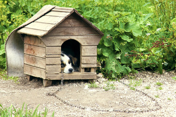 Dog with sad eyes, chained