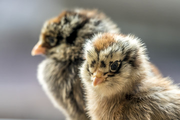 chicken chick ,Gallus gallus domesticus