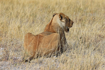 Löwenweibchen (panthera leo) im Etosha Nationalpark in Namibia