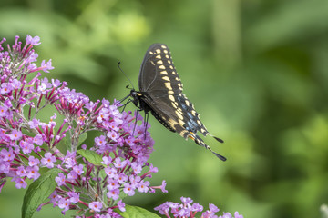 Papilio polyxenes, eastern black swallowtail