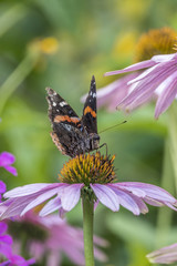 Vanessa atalanta,red admiral butterfly