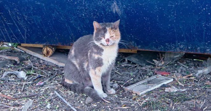 Old calico cat sitting on littered ground near blue dumpster