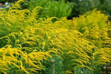 Bright yellow flowers of the solidago, commonly called goldenrods, growing on a hot summer day.