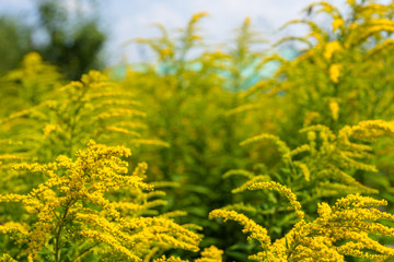Bright yellow flowers of the solidago, commonly called goldenrods, growing on a hot summer day.