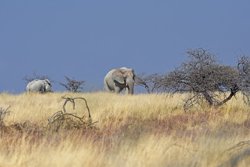 Afrikanische Elefanten (loxodonta africana) im Etosha Nationalpark in Namibia