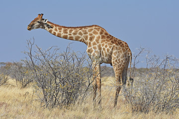 Giraffe (giraffa camelopardalis) im Etosha Nationalpark (Namibia) bei der Futtersuche