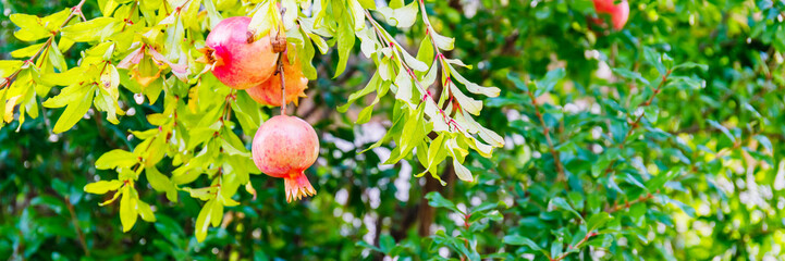 Red ripe pomegranate fruits grow on  tree in the garden, banner background