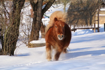 Shetland pony in the snow