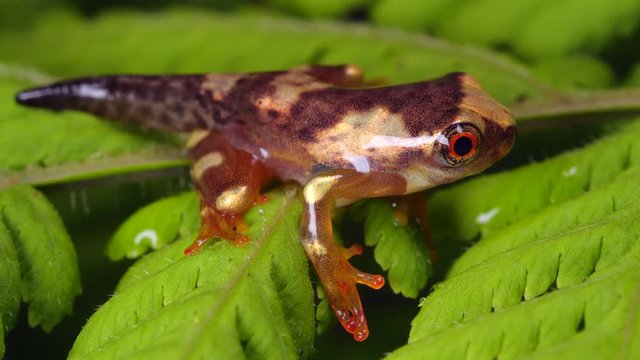 Sarayacu treefrog (Dendropsophus sarayacuensis) a newly metamorphosed juvenile still with tail. Above a pond in the Ecuadorian Amazon