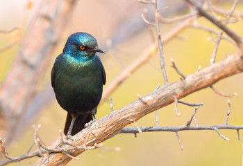 Cape Glossy Starling (Lamprotornis nitens)