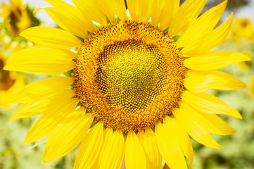 Obraz premium bonito girasol, grande y amarillo , en el centro de la imagen. Verano y naturaleza 