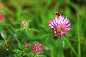 clover flower on green background close-up