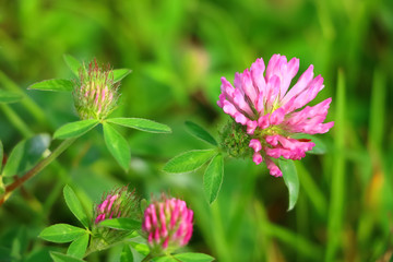clover flower on green background close-up