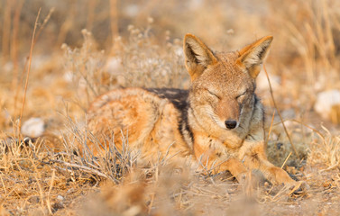 Black backed jackal (Canis mesomelas) in the morning sun, Kalahari