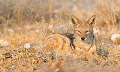 Naklejka na ściany i meble Black backed jackal (Canis mesomelas) in the morning sun, Kalahari
