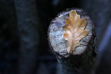 autumn tree leafs forest 