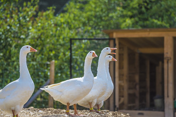 White geese on sunny day outdoors