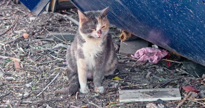 Senior calico cat breathing heavily while sitting on littered ground