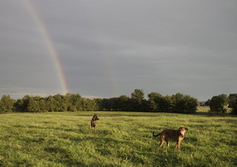 Two dogs and a double rainbow