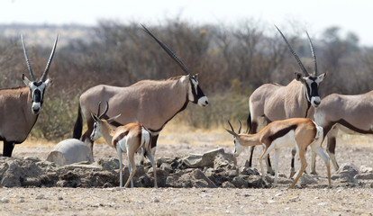 Oryx at a waterhole, Kalahari desert