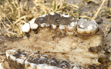 Death in the Desert - Oryx (gemsbok) antelope skull