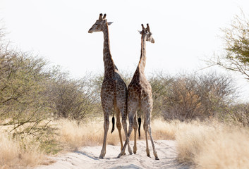 Naklejka na ściany i meble Two giraffes blocking the road, Kalahari