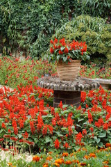 Red Salvia in a terracota pot