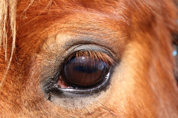 Eye of a horse