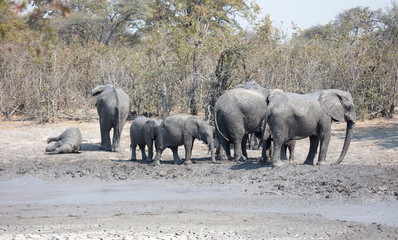 Obraz premium Elephants taking a mudbath