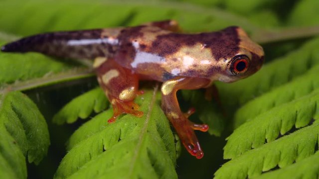 Sarayacu treefrog (Dendropsophus sarayacuensis) a newly metamorphosed juvenile still with tail. Above a pond in the Ecuadorian Amazon