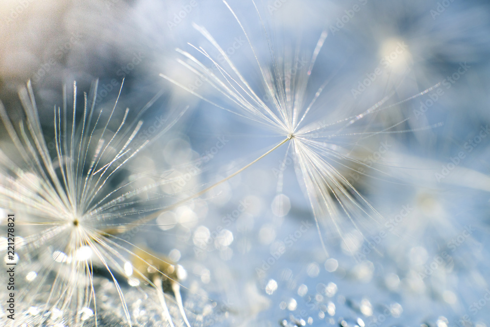 Wall mural a drop of water on a dandelion. dandelion on a blue background with copy space close-up