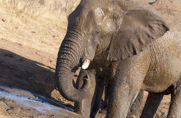 African elephant at a waterhole