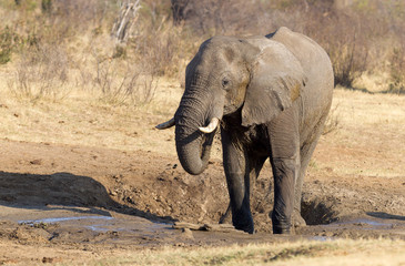 Fototapeta na wymiar African elephant at a waterhole