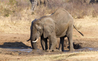 Fototapeta premium African elephant at a waterhole