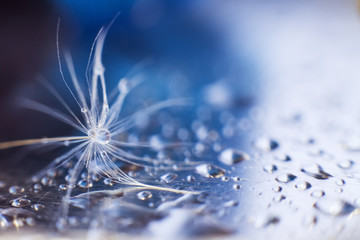 a drop of water on a dandelion.dandelion seed on a blue background with  copy space close-up © stopabox