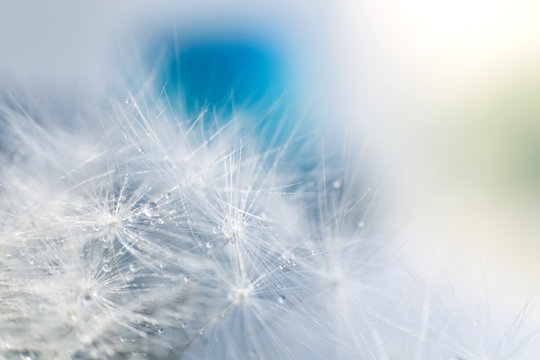 dandelion seeds with drops of water on a blue background  close-up