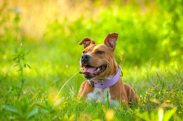 American Staffordshire Terrier sitting on the grass