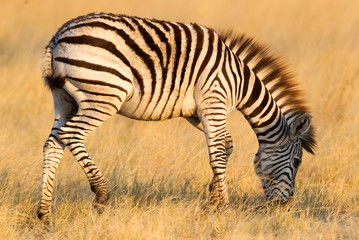 Fototapeta na wymiar Plains zebra (Equus quagga) in the grassy nature, evening sun