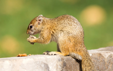 Naklejka na ściany i meble Tree squirrel (Paraxerus cepapi) eating leftover bread