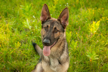 Portrait of a German Shepherd dog sitting on the grass