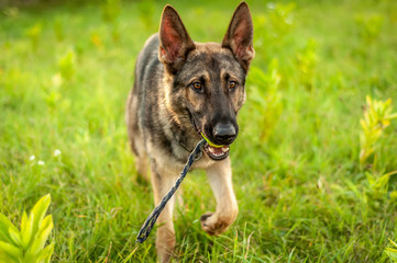 A German Shepherd dog standing with a ball on the field