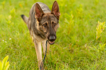 A German Shepherd dog standing with a ball on the field