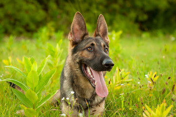 Portrait of a German Shepherd dog lying on the tall grass
