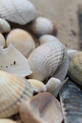 Collection of shells