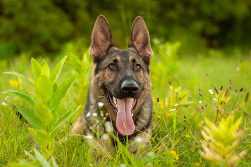 Portrait of a German Shepherd dog lying on the tall grass