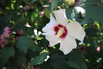 Hibiskus / Roseneibisch © FK-Textograf