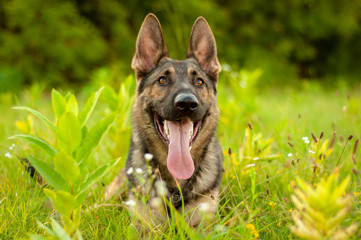 Portrait of a German Shepherd dog lying on the tall grass